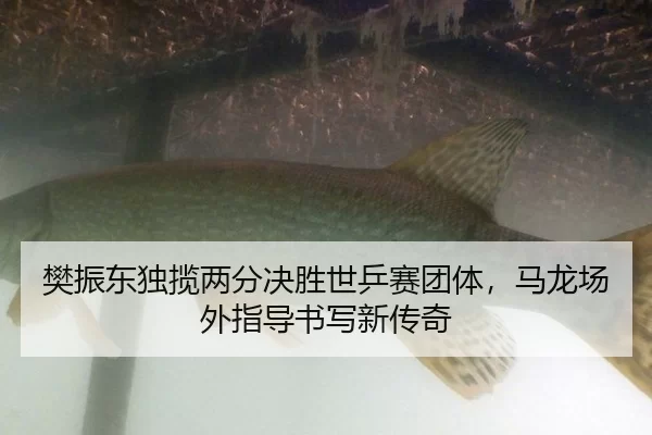 fan-zhen-dong-du-lan-liang-fen-jue-sheng-shi-ping-sai-tuan-ti-ma-long-chang-wai-zhi-dao-shu-xie-xin-chuan-qi-2-688.jpg